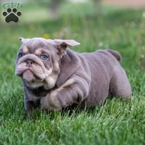 Indigo Pearl, English Bulldog Puppy